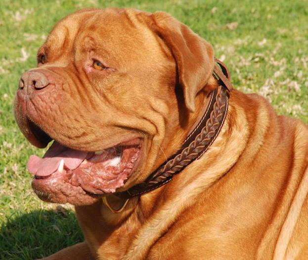 dogue-de-bordeaux- RG - Concurss 1 dog