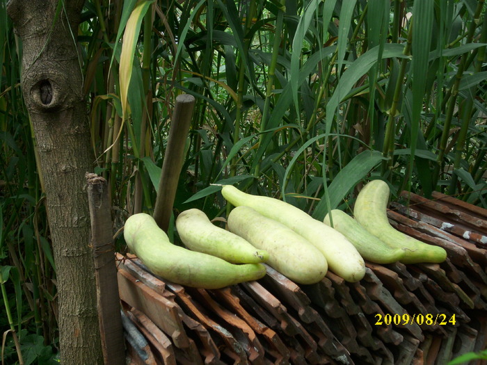 DSCI0454