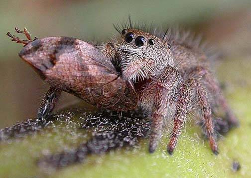 jumping-spider-eyes-small - poze insecte