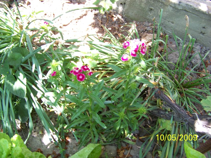 100_1695 - Primavara in curte  Timisoara