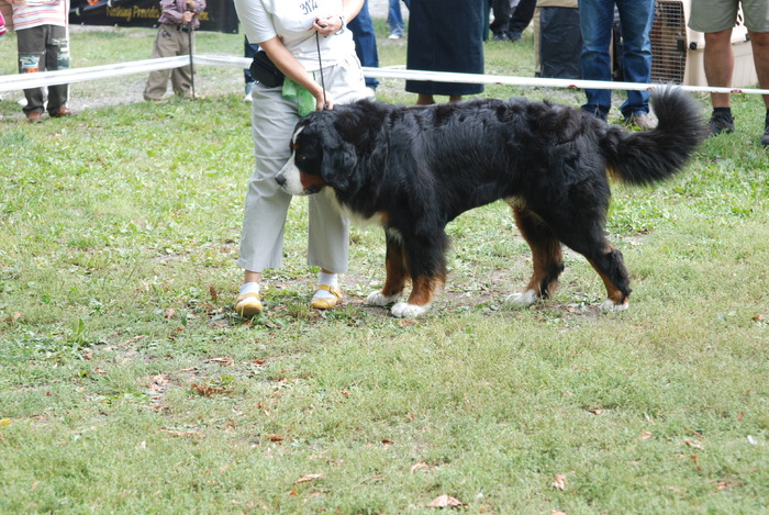DSC_0165 - Concurs international de frumustete canina 2009 TgMures