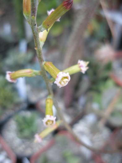 Adromischus altsonii - flori