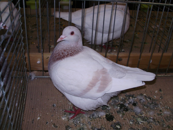 5392 t 0