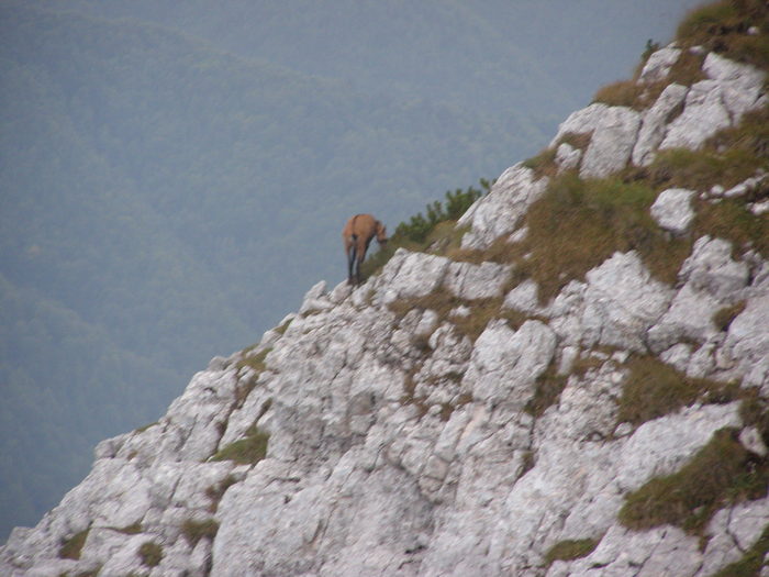 160 - Ab32 - Part 2 ZARNESTI PLAIU FOII VF ASCUTIT PIATRA CRAIULUI Aug 2009