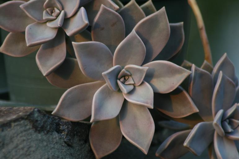 graptopetalum paraguayense