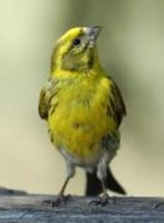 KFVMXKUIKOIVGMCCPVD - PASARELE O VECHE PASIUNE