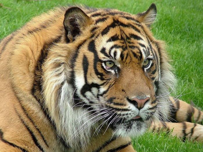 tigru3-t1 - poze misto