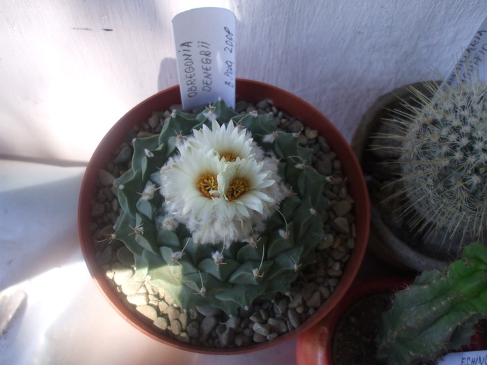 Obregonia denegrii - cactusi infloriti