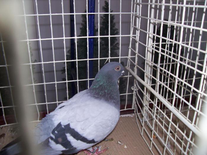 100_5717 - EXPO  Bistrita 2008