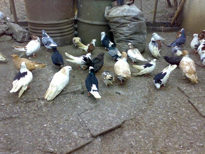 23022008266 - 1720 Gica Hanga