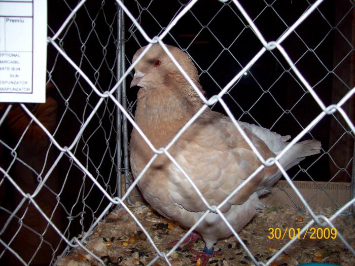 100_3791 - EXPO 2009 SATU MARE