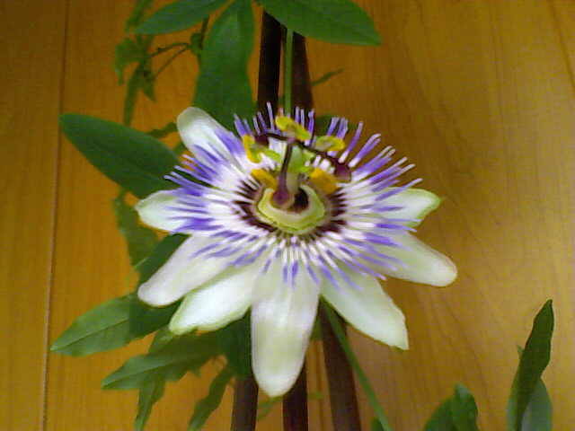 passiflora - florile mele