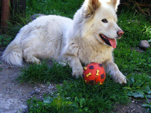 DSCF2042 - Sasa Samoyede