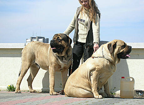 Mastiff Englez - Alti catei si animale