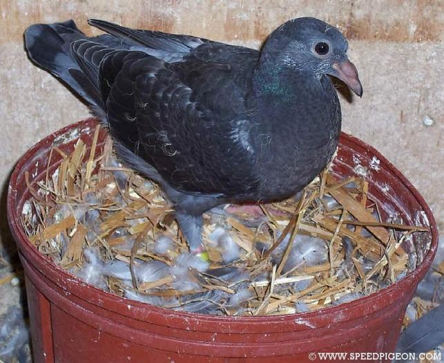 24-Day - 8-Evolutia puiului de porumbei in 31 de zile