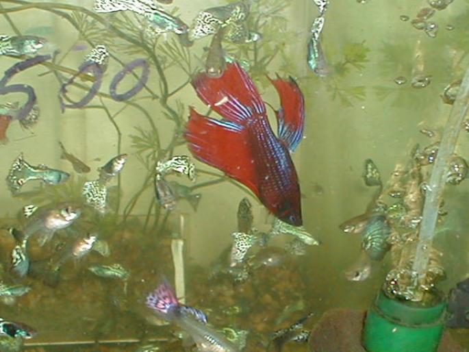 Guppy si masc betta 2001 (2)