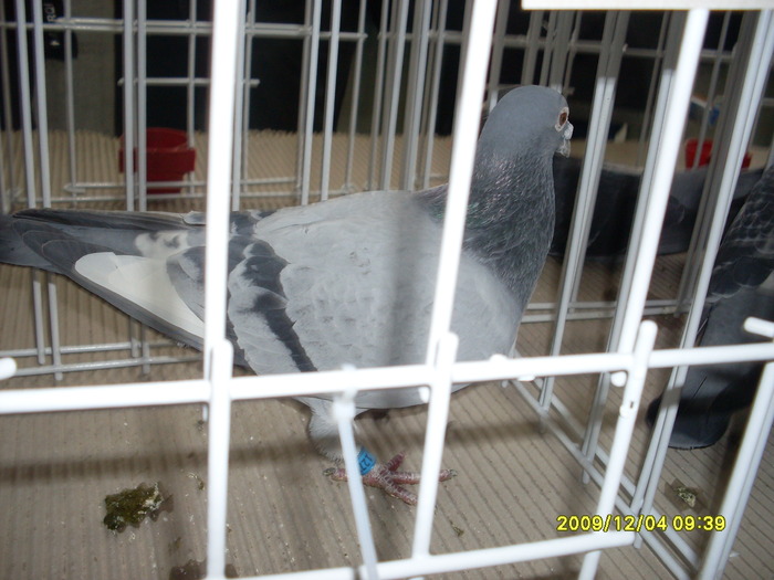 SDC11945 - expozitie deva 12-06-2009