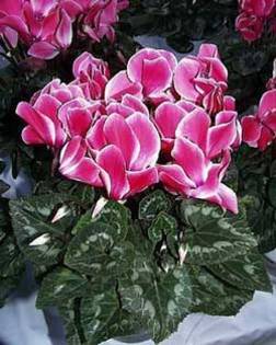 cyclamen