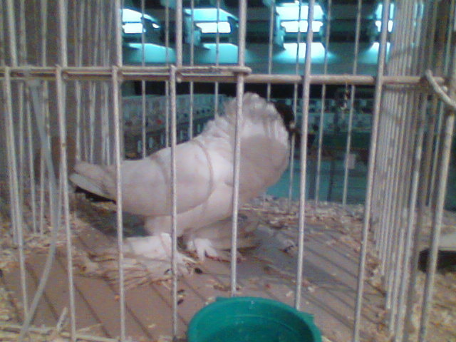 Imag059 - EXPO SATU MARE 2009