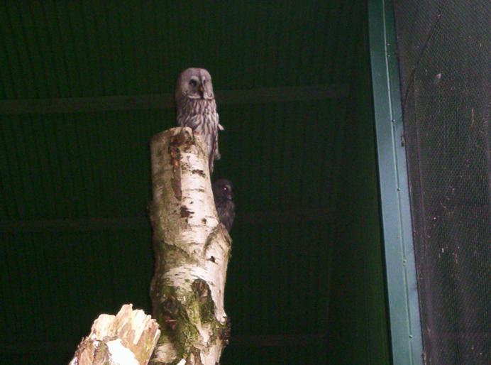 centrul papagali (147)