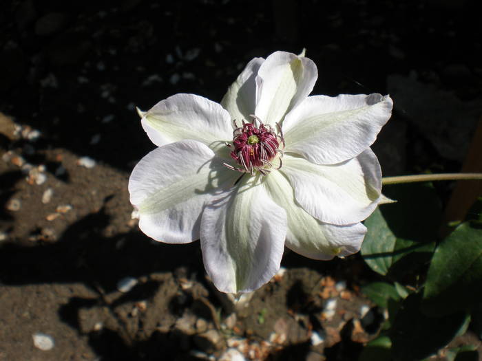 clematis "Miss Battman" - FLORILE MELE 2009