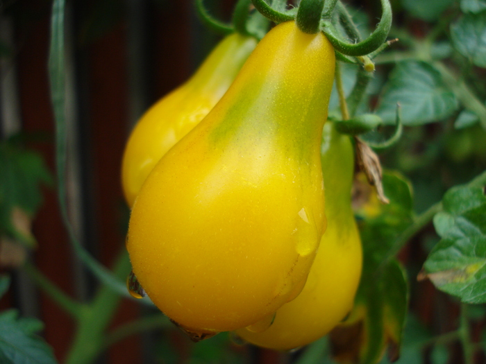 Tomato Yellow Pear (2009, Aug.07) - Tomato Yellow Pear