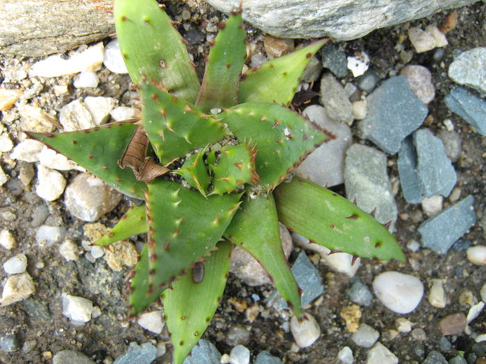 IMG_8637 - Cactusi la mosie 27 iunie 2009