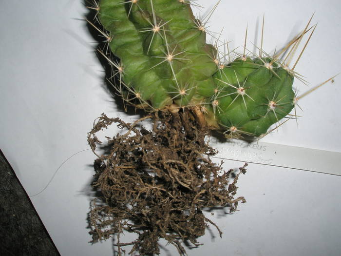 Echinocereus eneacanthus 2 - RADACINI de cactus