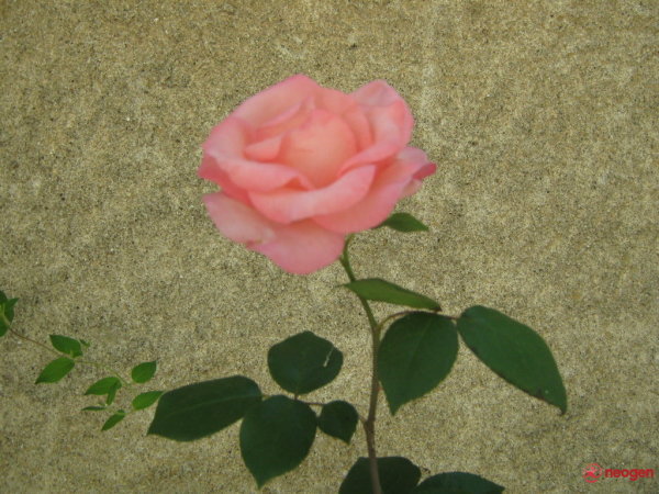 TRANDAFIR_e81592c3_0050001044855_00_600