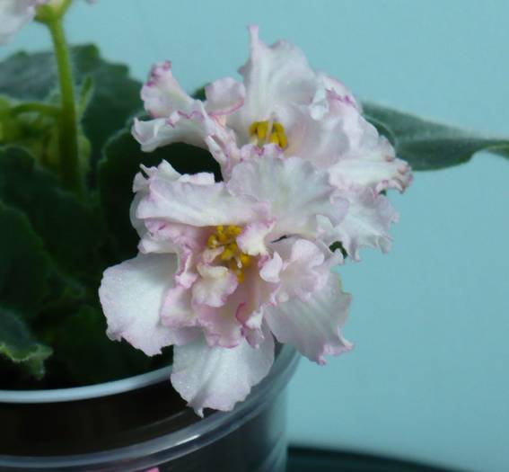 P1140717 - Saintpaulia - violete de camera