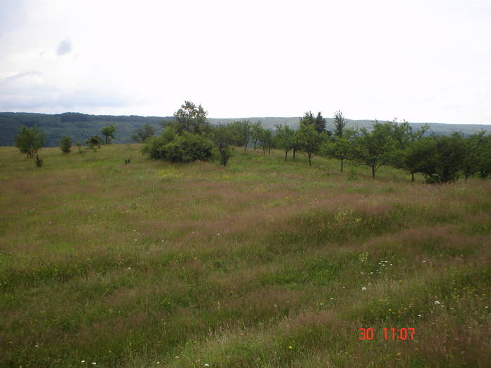 DSC05985 - ALBINUTZELE MELE