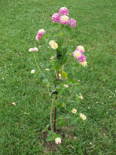 DSCF1839 - lantana