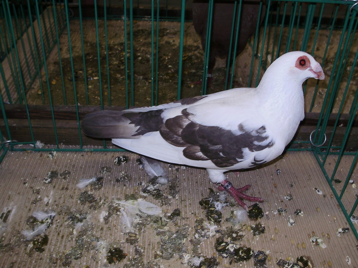 6646 bc 0 - 1507 partea 1b