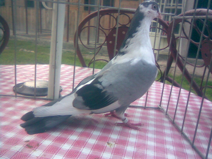 Dat la Razvan an Iasi