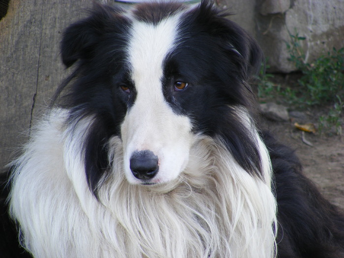 ATHOS-nu mai este printre noi..."Putem judeca inima unui om după modul in care tratează animalele."; dacă și câinii au raiul lor, dacă acolo se întâmpină cu apă și pâine, atunci Athos e acum bine... fiecare cuvânt de aici și fiecare floare, de acolo privindu-ne că am încercat...
