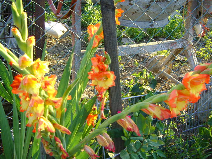 DSC02090 - gladiole