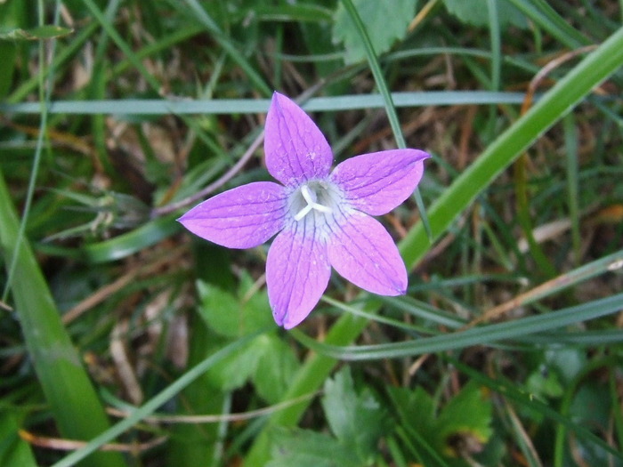 2009_08210106; Romania

