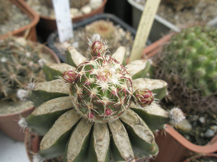 Echinocereus viridiflorus altoit - Echinocereus