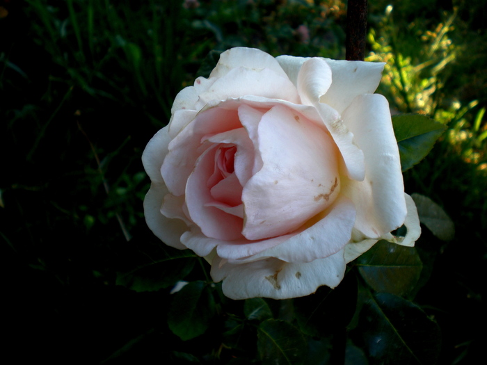 schwanennse_catarator - Trandafiri