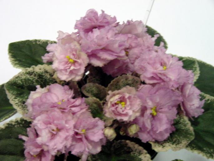 rebels_rose_bud_2005avsa - violete de pe net 1