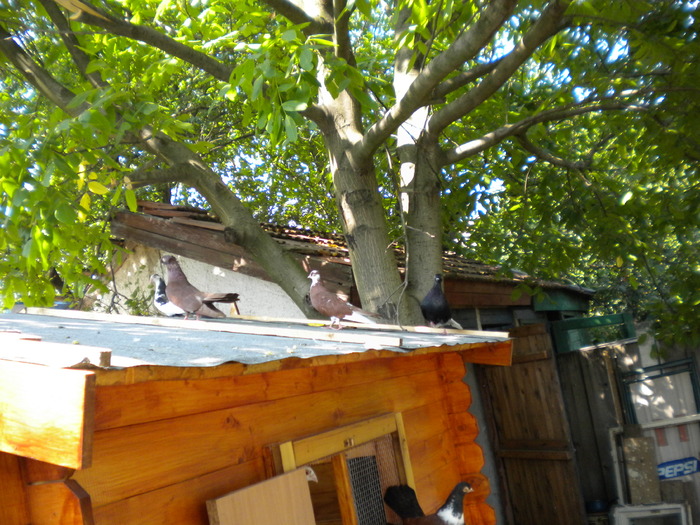 DSCN0694 - Tanasescu 2