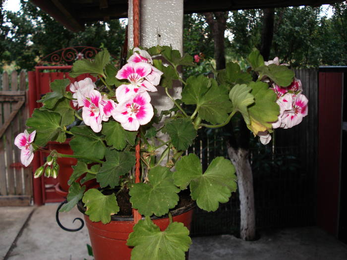 DSC09553