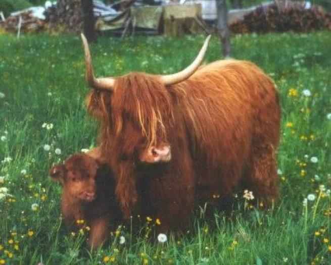Highland - Vaci de carne DANYJOJO