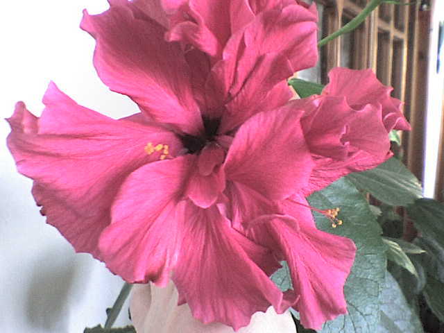  - hibiscus