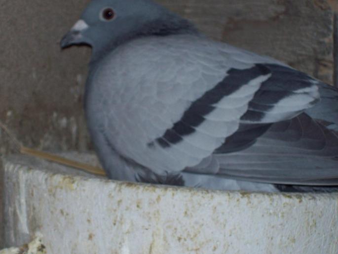 100_0037 - porumbei matca 2008