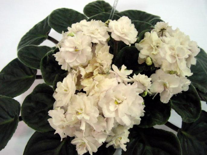 Vanilla_Dip_2005avsa