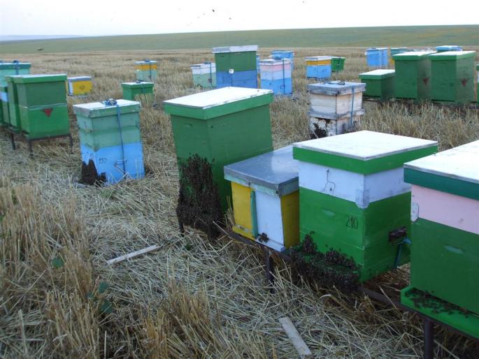 DSCF0537 (Large) - stupina  incepand cu 2008