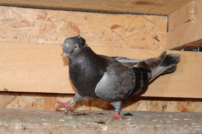 DSC_9956 - jucatori dublumotati calarasi 2008