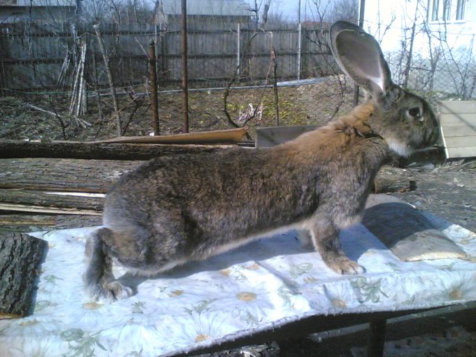 24022008(038) - iepuri de vanzare 2012