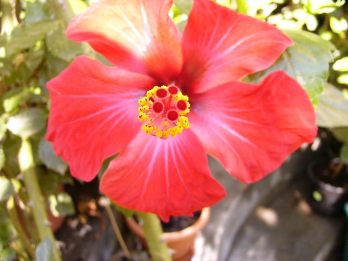 P1140096 - Hibiscus